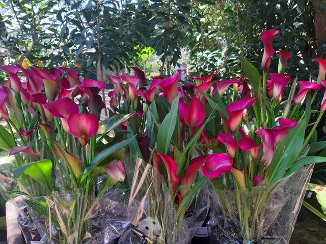 Pink Calla Lily cut flower  container plant